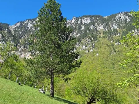 Rent, house, 100m², Dobrilovina, Mojkovac - image 19