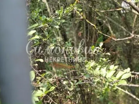 Prodaja, plac, 850m², Surčin, Beograd - image 10