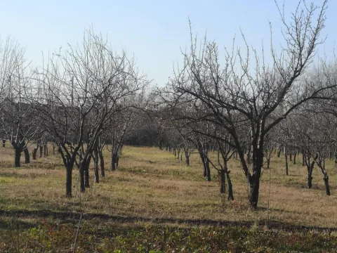Prodaja, kuća, 300m², Centar, Smederevo - image 13