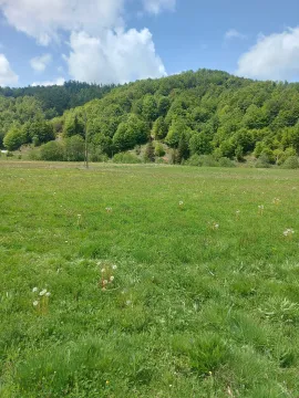 Zelena livada sa pogledom na šumovito brdo. - image 16
