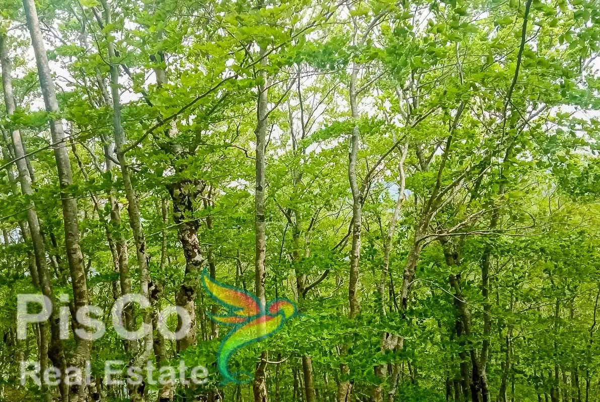 Prodaja, plac, 220000m², Kolašin, Crna Gora