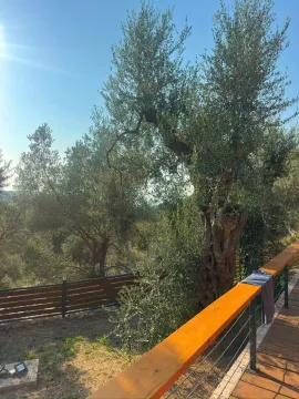 Pogled sa drvene terase na dvorište i maslinjak. - image 9