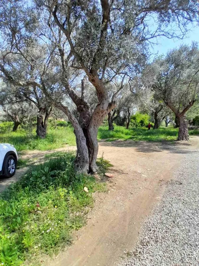 Prodaja, plac, 500m², Bjeliši, Bar