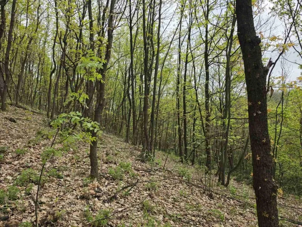 Prodaja, plac, 12800m², Bukovik, Arandjelovac