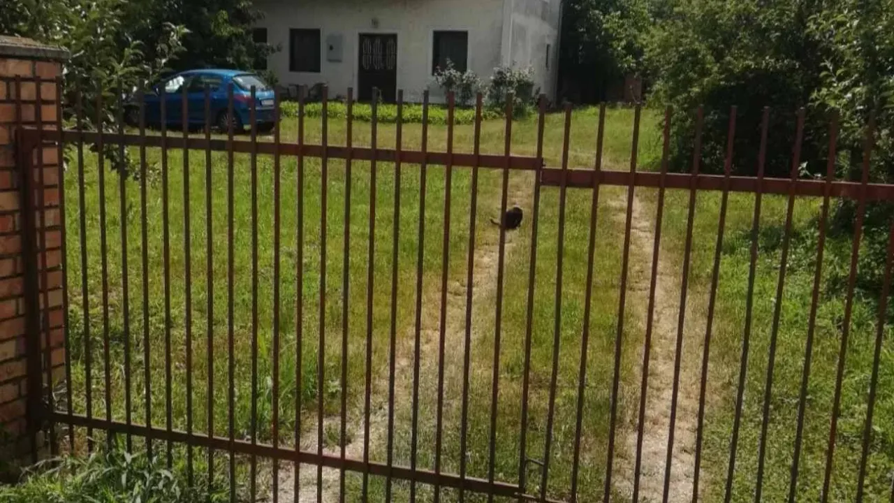 Prodaja, kuća, 135m², Borča Sve Podlokacije, Beograd