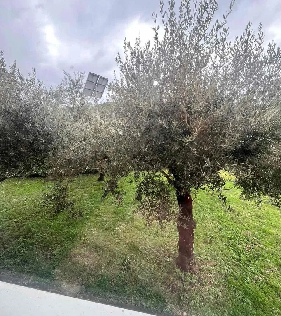 Dvorište sa maslinama i zelenom travom.