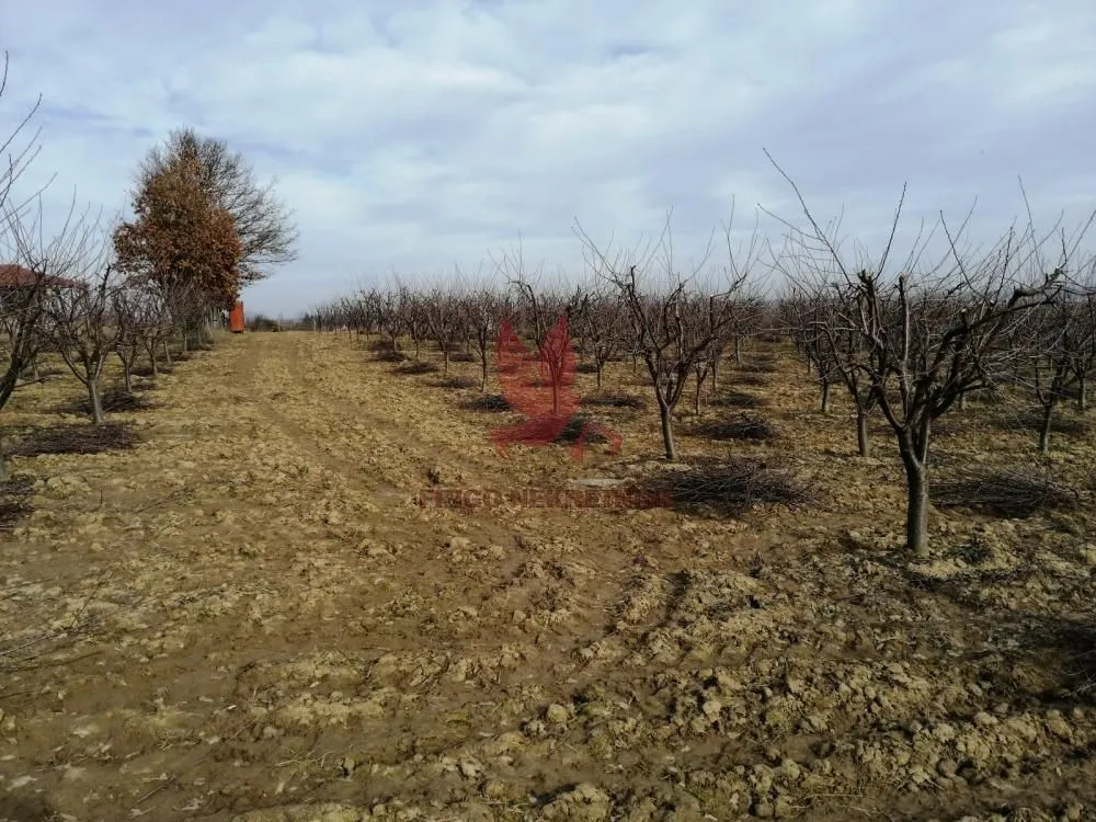 Prodaja, plac, 13700m², Koraćica, Mladenovac