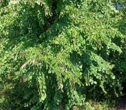 Sale, three bedroom apartment, 76m², Cerak, Beograd