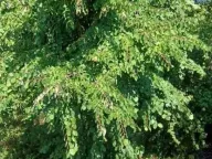 Prodaja, trosoban stan, 76m², Cerak, Beograd - image 1