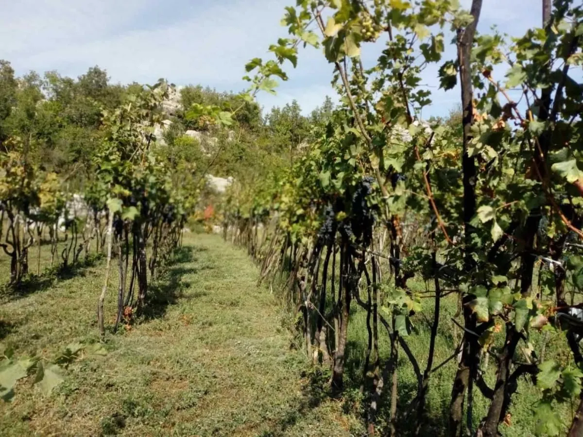 Prodaja, plac, 240000m², Štitari, Cetinje