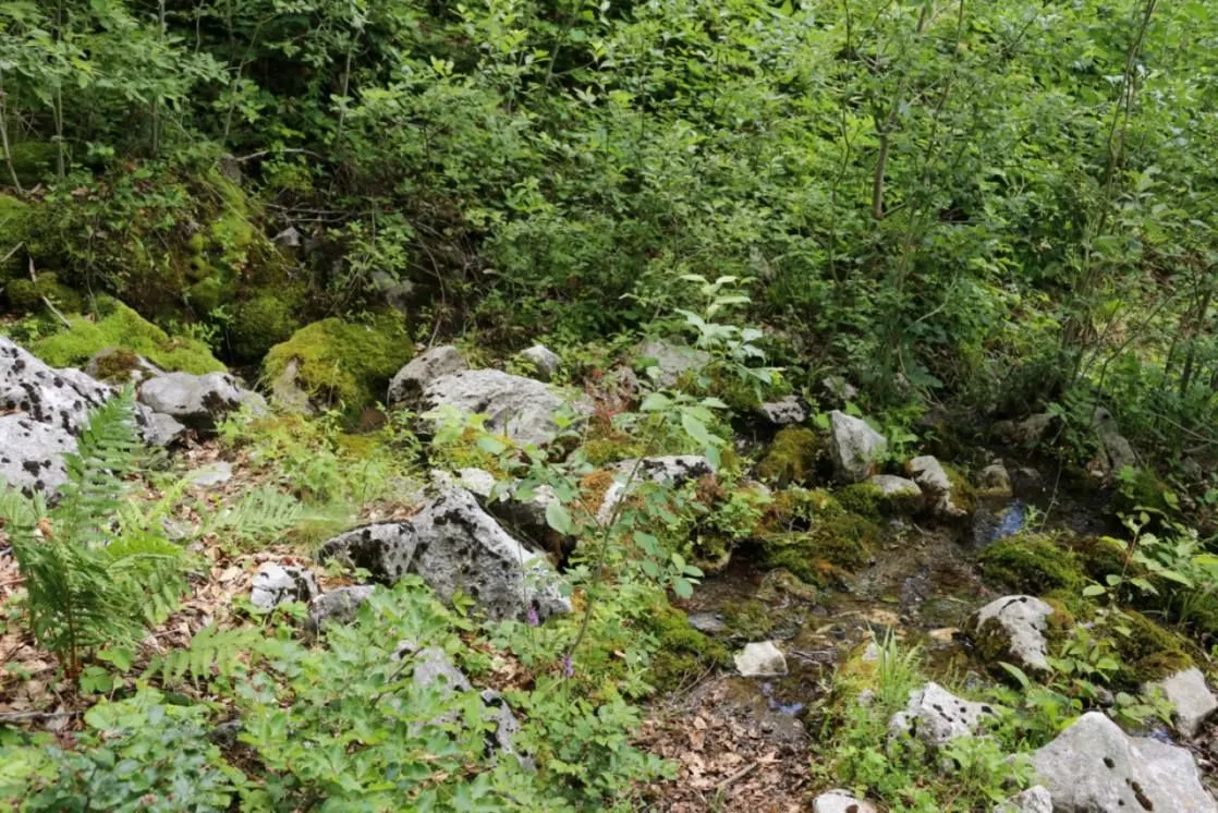 Prodaja, plac, 45000m², Gornje Lipovo, Kolašin