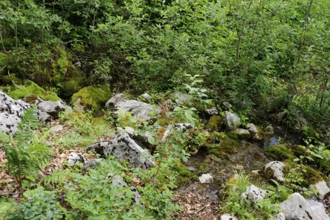 Sale, land lot, 45000m², Gornje Lipovo, Kolašin