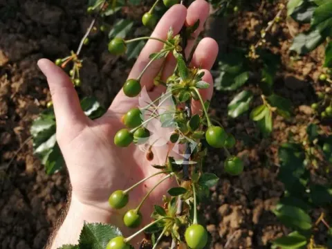 Prodaja, plac, 13700m², Koraćica, Mladenovac - image 5