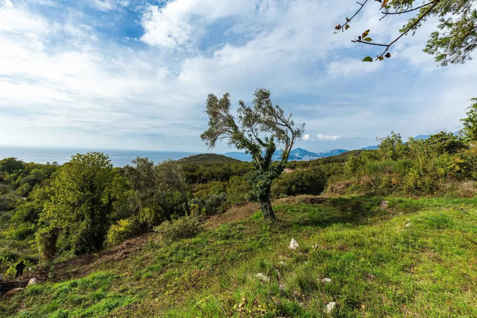 Pogled na prirodno okruženje sa zelenilom i drvećem.