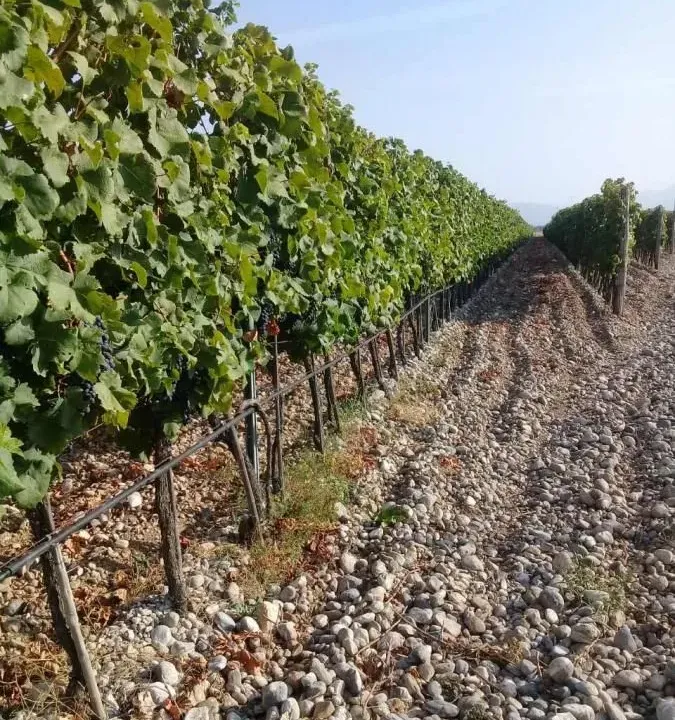 Sale, land lot, 15000m², Podgorica, Crna Gora