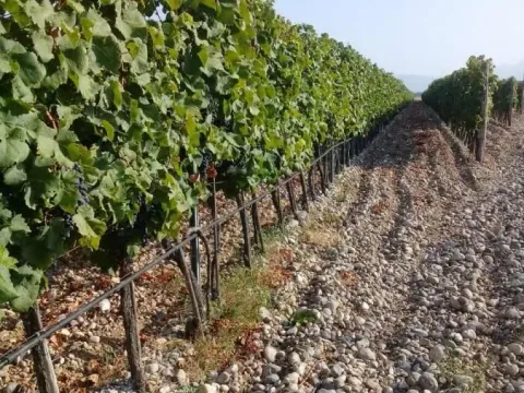 Sale, land lot, 15000m², Podgorica, Crna Gora