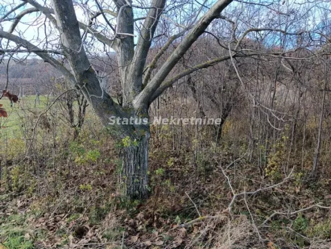 Pogled na drvo u dvorištu i okućnicu. - image 8