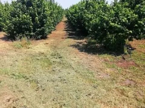 Land Lot for Sale, 47000m2, Bački Vinogradi, Subotica Land Lot for Sale, 47000m2, Bački Vinogradi, Subotica