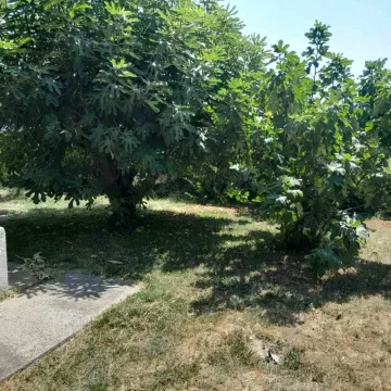 Dvorište sa stablima smokava na sunčanom danu. - image 8