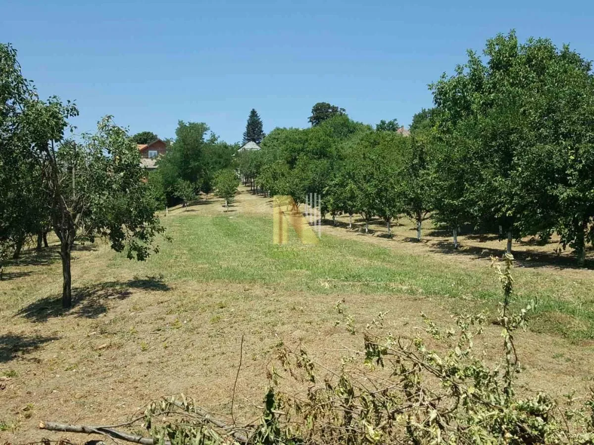 Zeleno dvorište sa voćnjakom i drvećem.