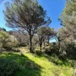 Prodaja, plac, 1160m², Budva, Crna Gora - image 2