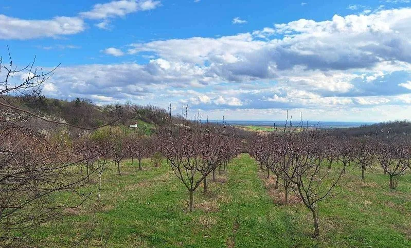 Sale, land lot, 11894m², Banja Vrdnik, Irig