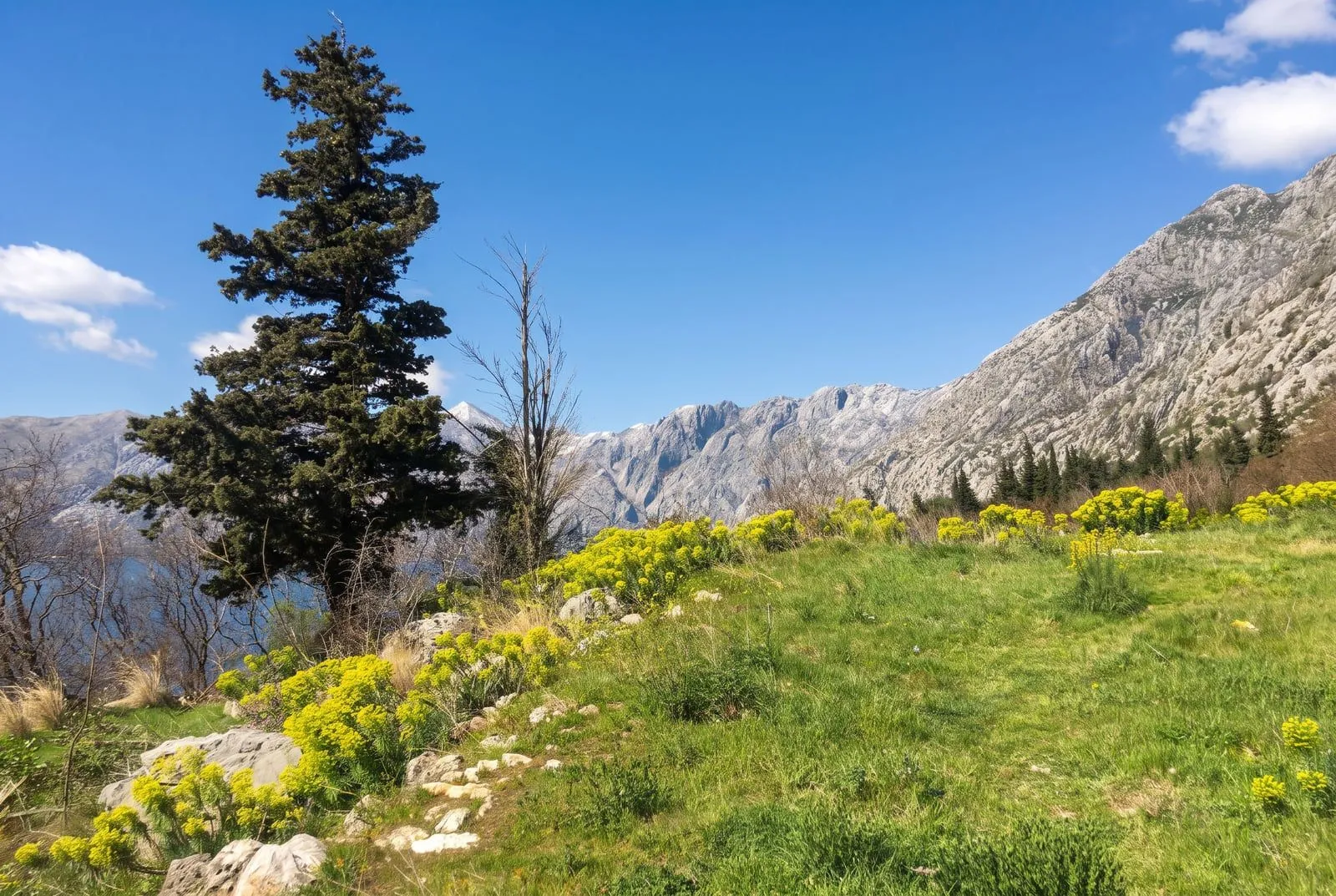 Prodaja, plac, 2733m², Dobrota, Kotor