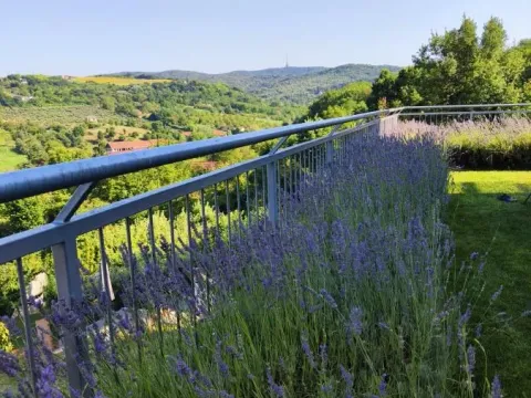 Prodaja, kuća, 337m², Sremska Kamenica, Petrovaradin - image 39