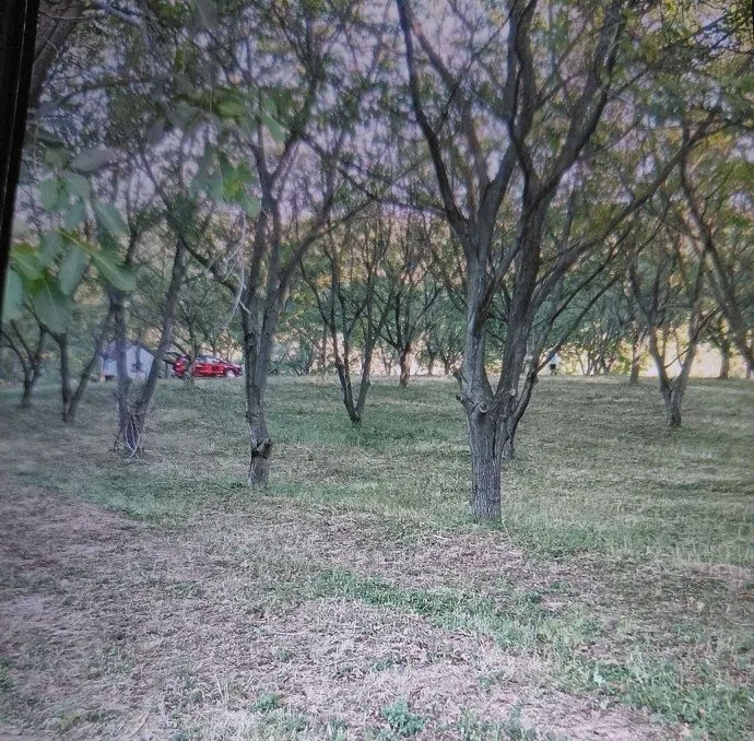 Voćnjak sa stablima i travnatom površinom.