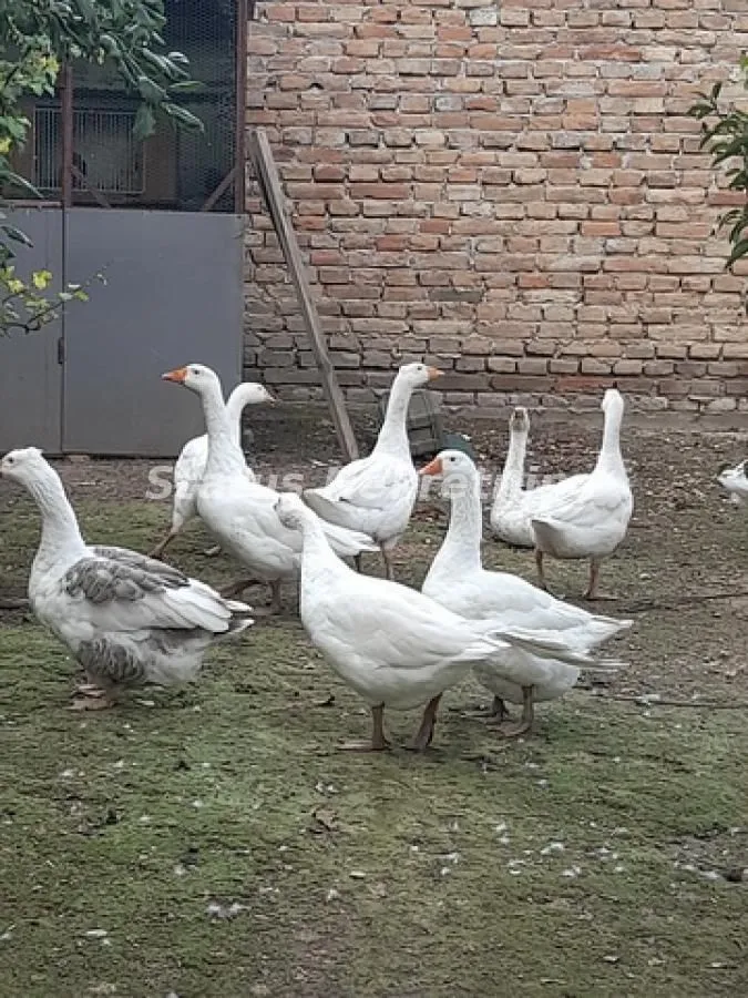 Prodaja, kuća, 220m², Ruma, Srbija