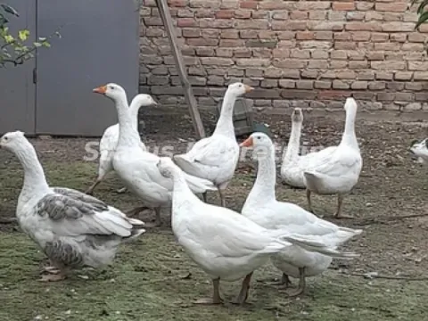 Prodaja, kuća, 220m², Ruma, Srbija - image 10