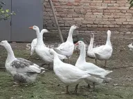 Prodaja, kuća, 220m², Ruma, Srbija - image 10