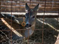 Prodaja, poslovni prostor, Ostalo, Podgorica - image 11