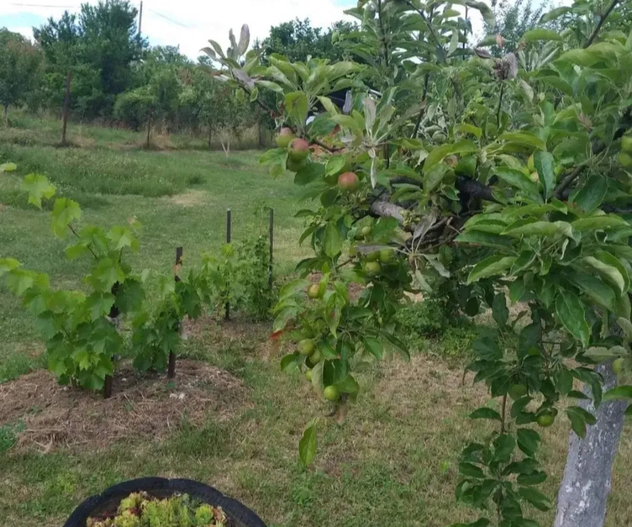Sale, house, 90m², Grocka, Beograd
