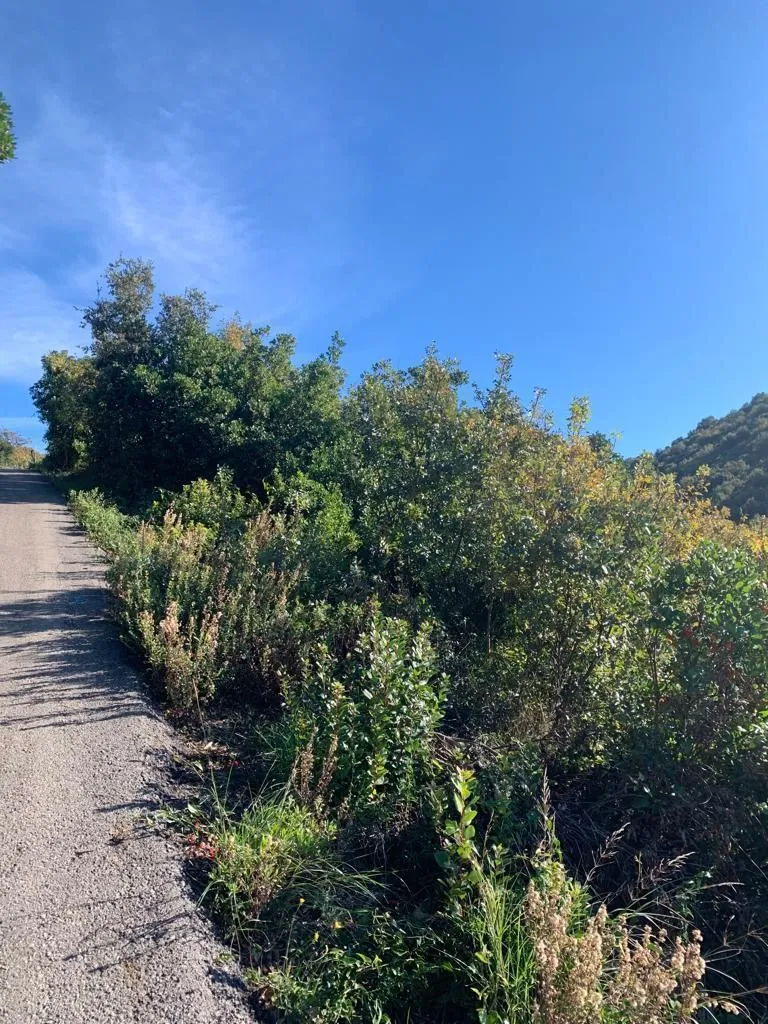 Prodaja, plac, 1594m², Utjeha, Bar