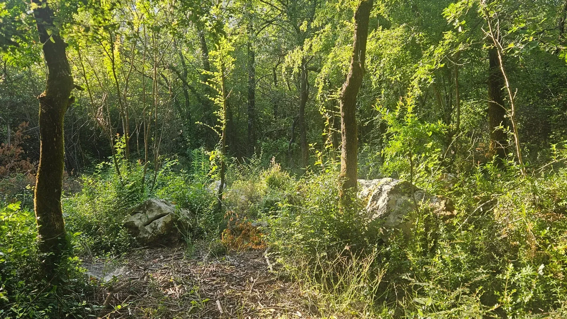 Prodaja, plac, 25000m², Lukovo, Nikšić