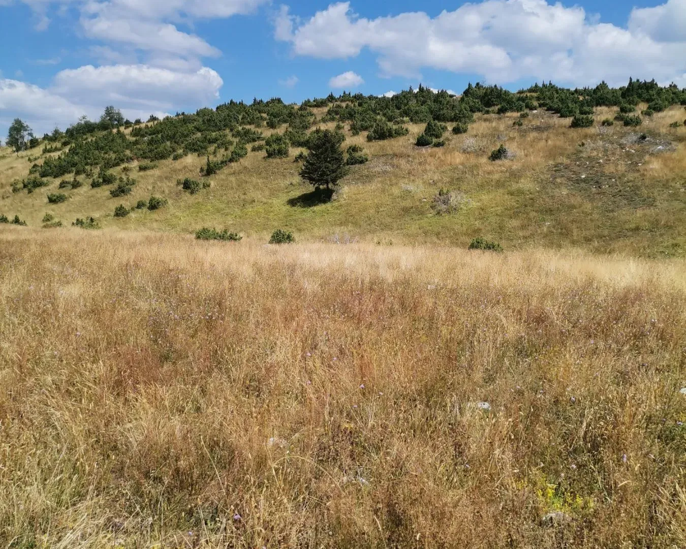 Prodaja, plac, 36000m², Žabljak, Crna Gora