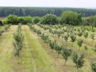 Sale, house, 35m², Krčedin, Inđija - image 8