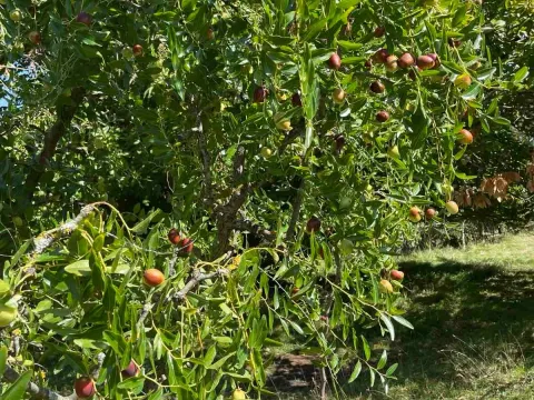 Prodaja, plac, 50000m², Bar, Crna Gora - image 5