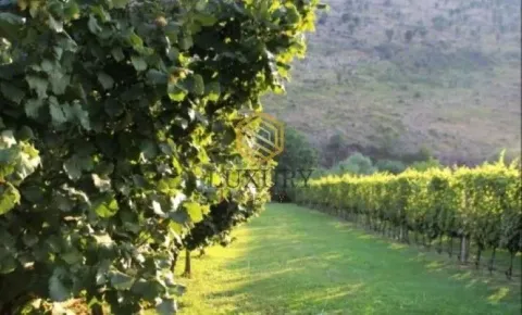 View of a green orchard and vineyard with neat rows of trees. - image 2