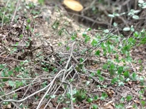 Prodaja, plac, 45233m², Kolašin, Crna Gora - image 4