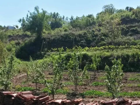 Zemljište sa zasađenim mladim voćkama. - image 6