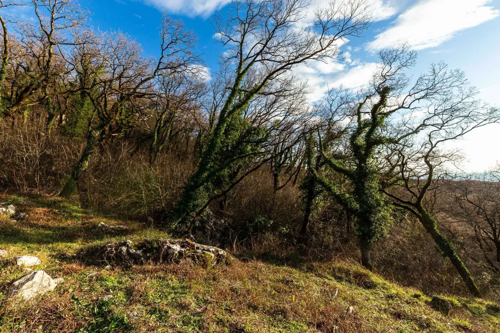 Prirodno okruženje sa drvećem i rastinjem.