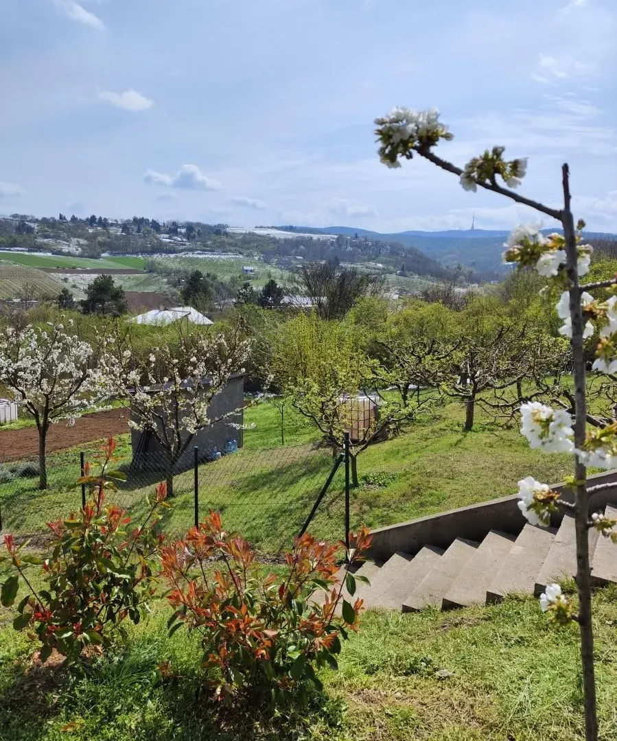 Prodaja, kuća, 337m², Sremska Kamenica, Petrovaradin