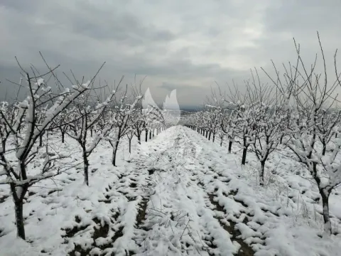 Prodaja, plac, 13700m², Koraćica, Mladenovac - image 10