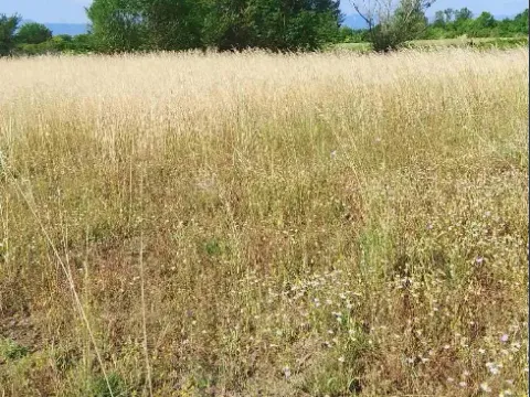 Zemljište in Golubovci