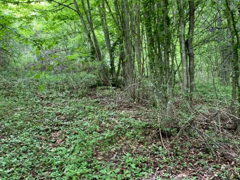 Prodaja, plac, 13789m², Bijelo Polje, Podgorica - image 11