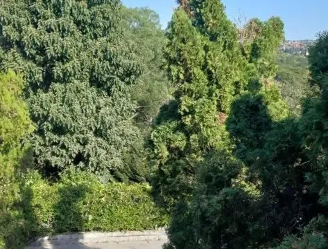 Izdavanje, kuća, 350m², Savski Venac, Beograd - image 19