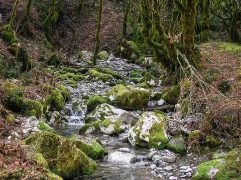 Prodaja, plac, 15588m², Kolašin, Crna Gora - image 6