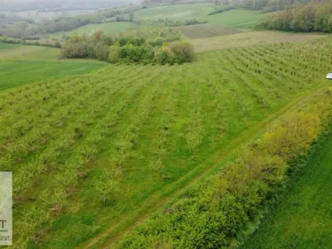 Sale, land lot, 38000m², Kožuar, Ub - image 18